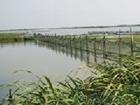 湖中明珠大闸蟹,团购大闸蟹,阳澄湖大闸蟹团购,阳澄湖大闸蟹礼券,苏州阳澄湖大闸蟹养殖基地3